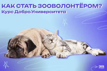 На курсе Добро.Университета расскажут, как стать зооволонтёром!