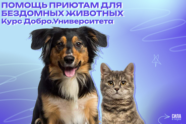 На курсе Добро.Университета научат помощь приютам для бездомных животных
