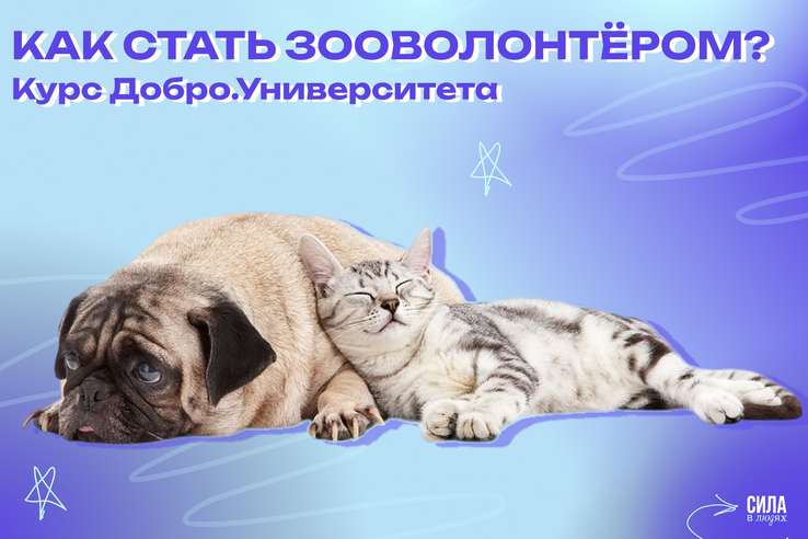 На курсе Добро.Университета расскажут, как стать зооволонтёром!