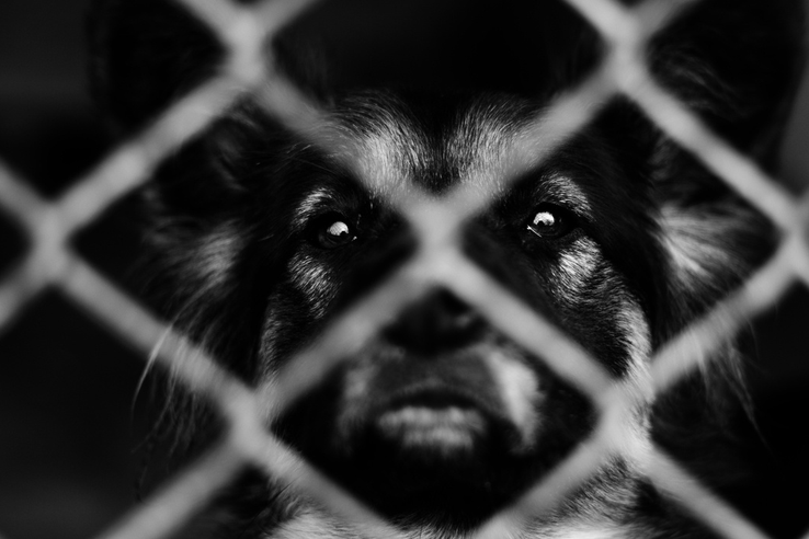 Благотворительный фонд «Я свободен» запустил акцию «Мы рядом» в поддержку приютов для животных во время кризиса